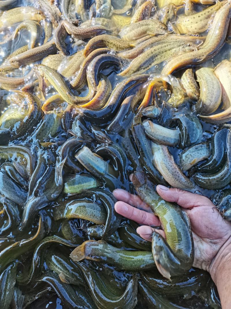 大量出售放生泥鳅，商品泥鳅
