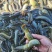 大量出售放生泥鳅，商品泥鳅