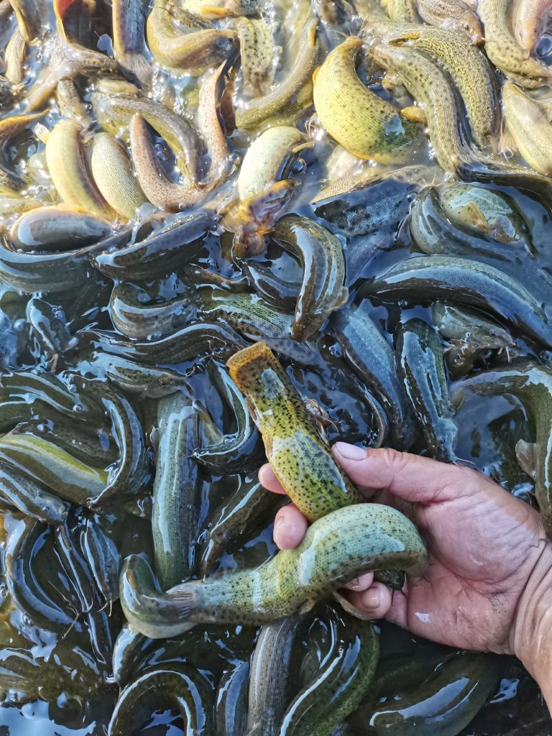 大量出售放生泥鳅，商品泥鳅
