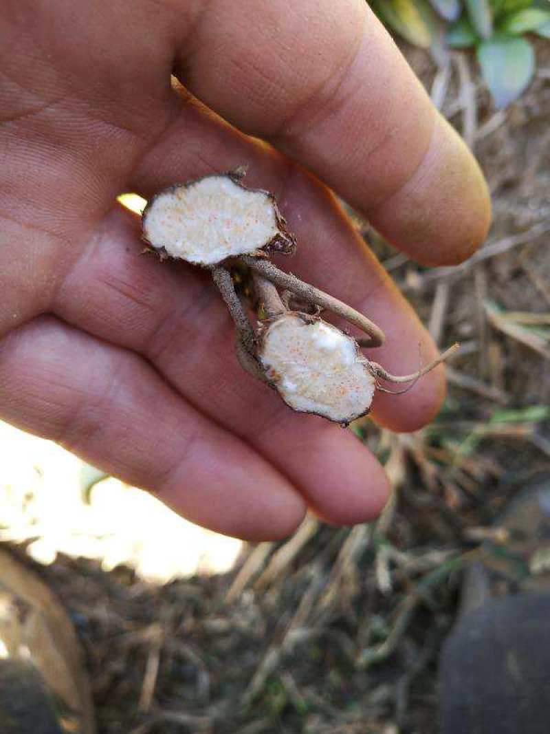 北苍术苗承德。关苍术苗辽宁。品种纯正，产量高，抗病能力强