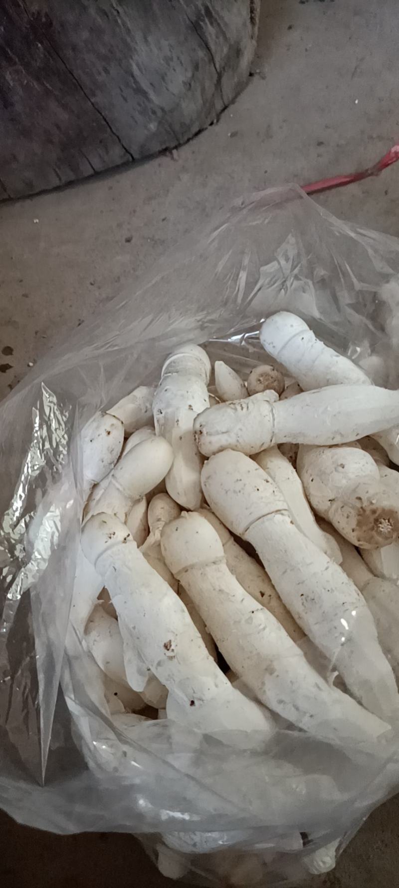 鲜货鸡腿菇！有机载培营养更高