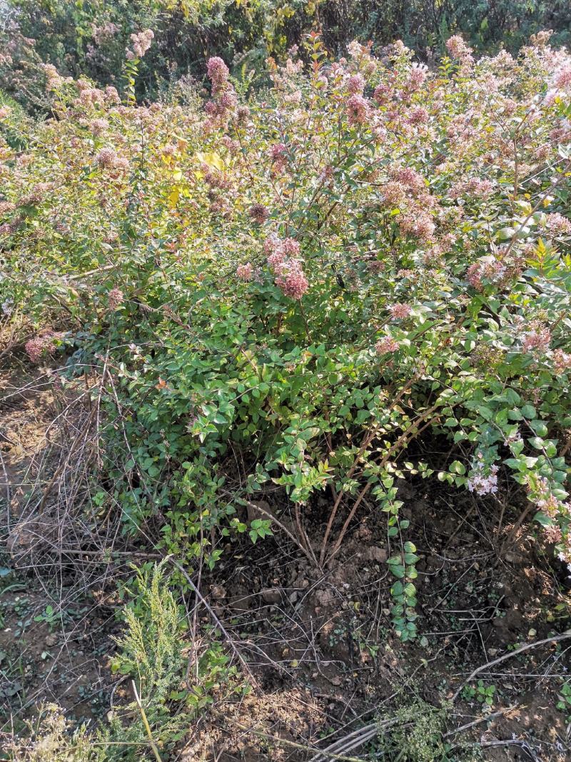 河北糯米条，河北从生优质糯米条，河北精品糯米条绿化苗木
