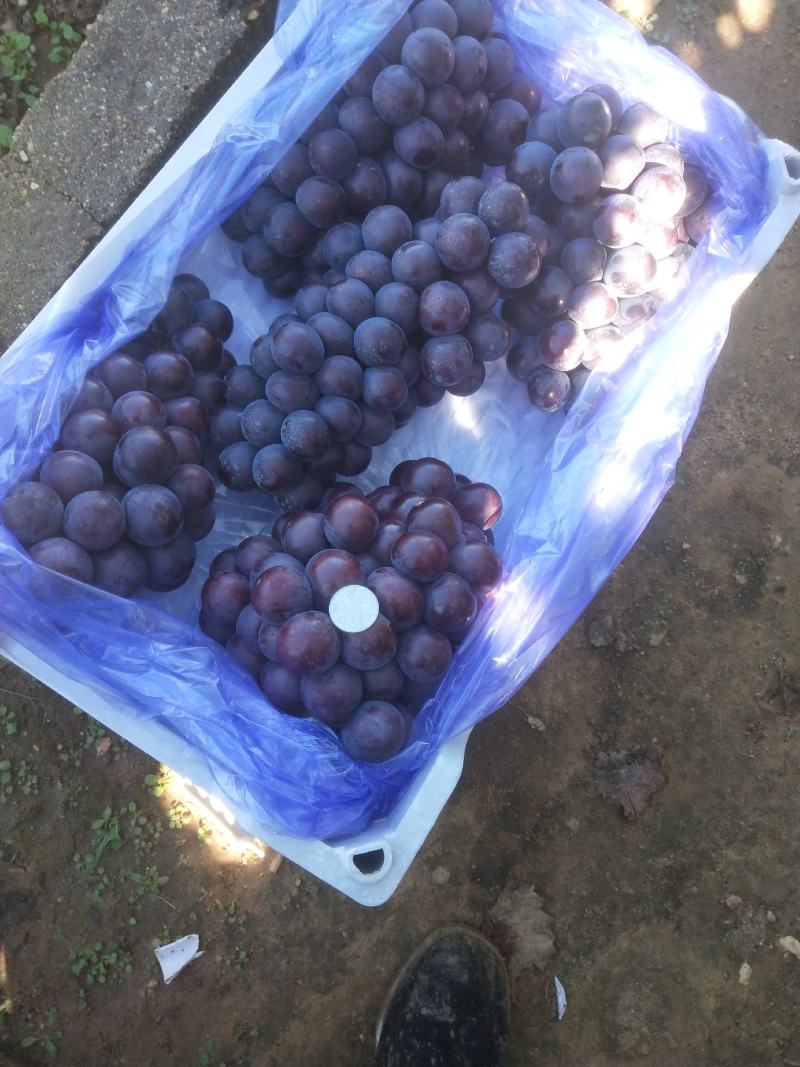 辽宁北镇精品巨峰葡萄大量上市品质保证量大从优一手货源
