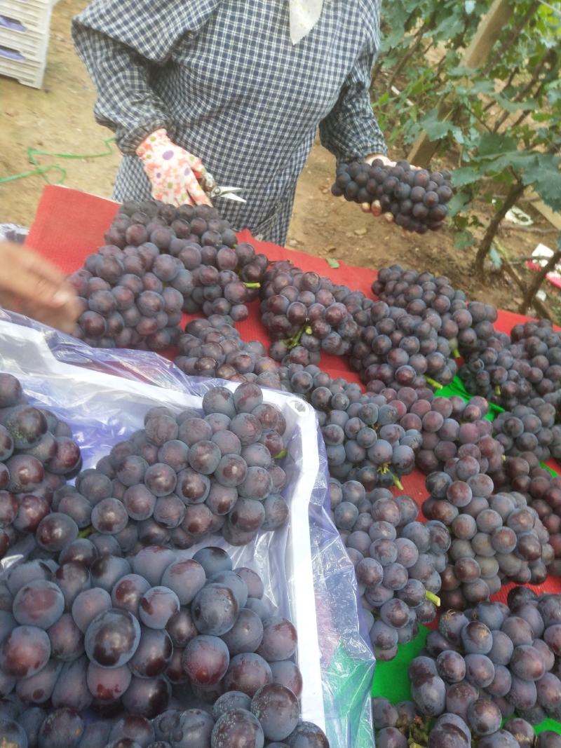 辽宁北镇精品巨峰葡萄大量上市品质保证量大从优一手货源