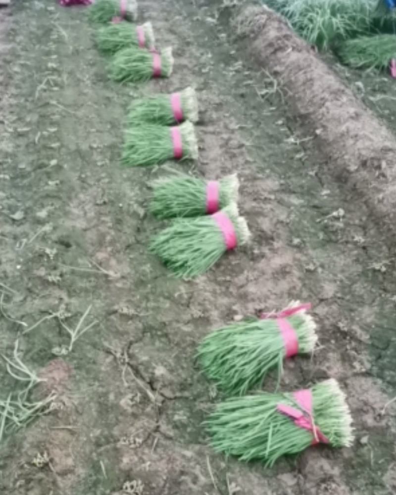 韭菜，有意可电话骚扰