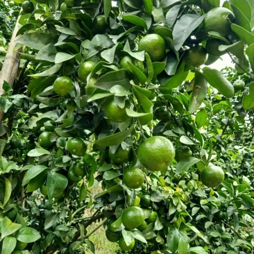 正中广西桂林阳朔砂糖橘