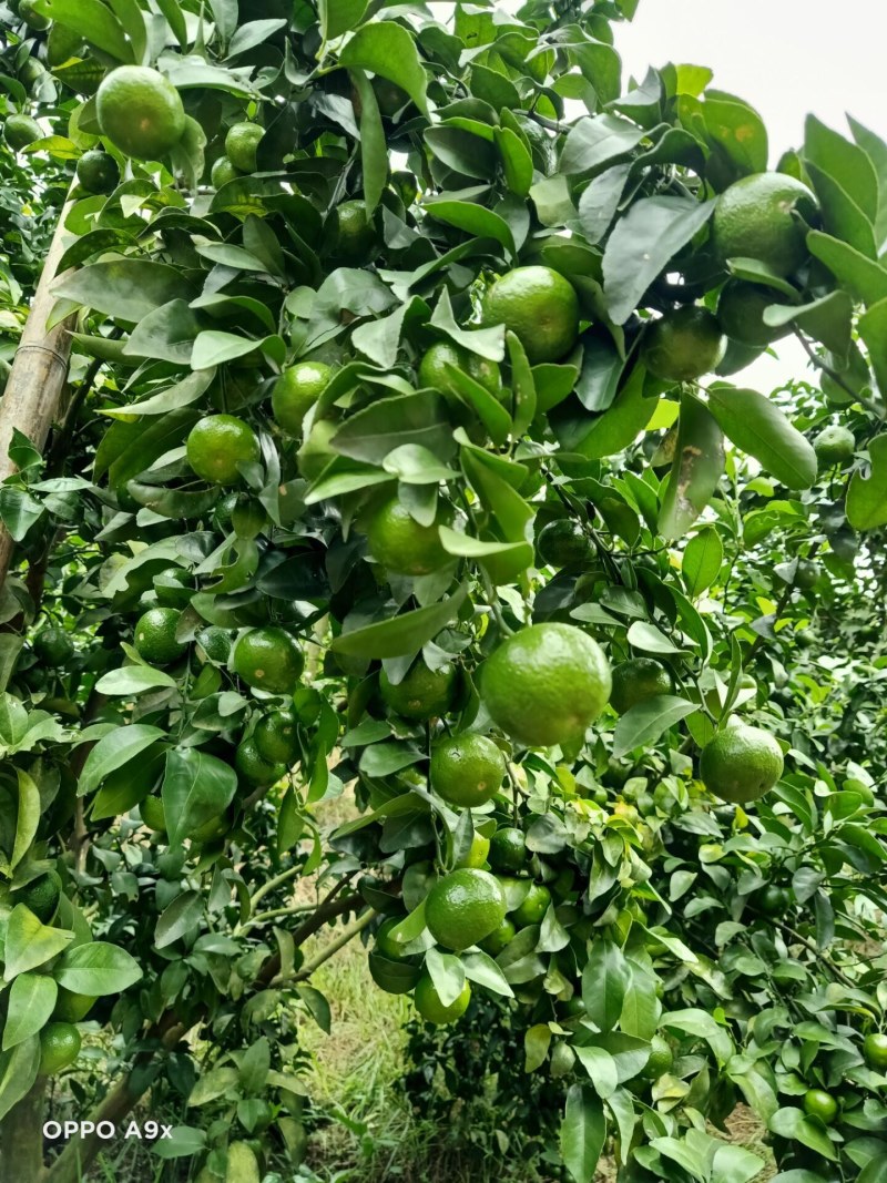 正中广西桂林阳朔砂糖橘