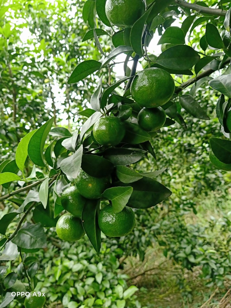 正中广西桂林阳朔砂糖橘