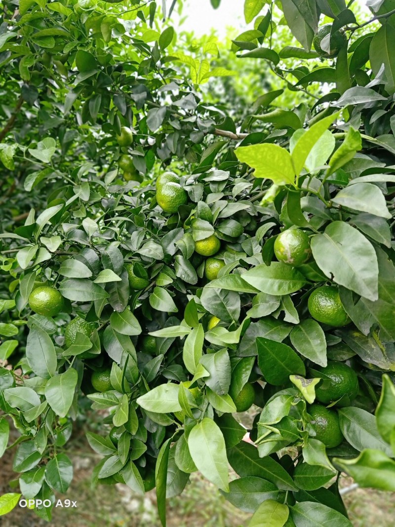 正中广西桂林阳朔砂糖橘
