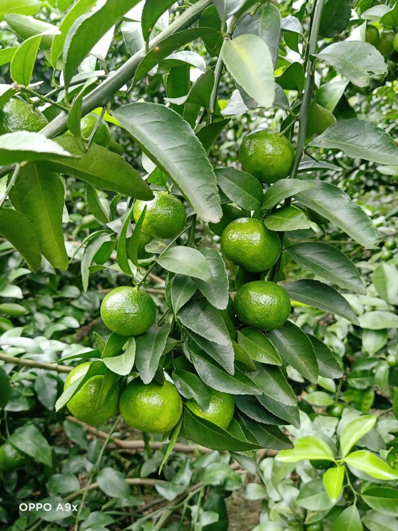 正中广西桂林阳朔砂糖橘