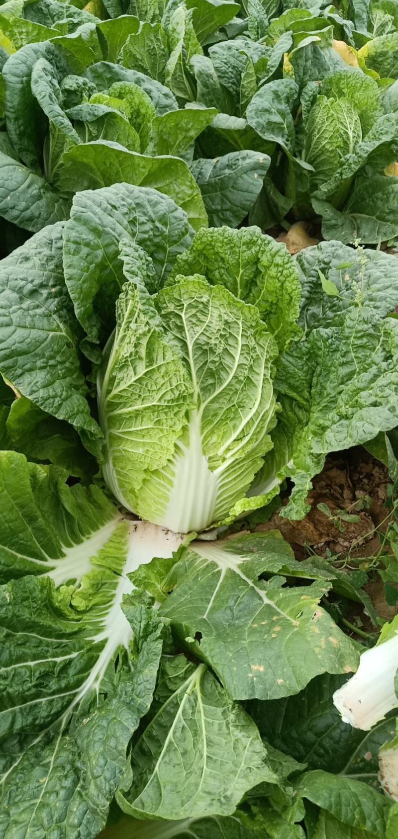 靖远二包白菜大量上市色泽鲜艳口感好爱运输