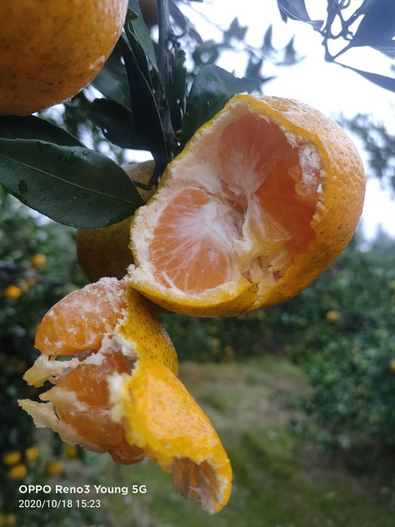 蜜橘湖南省嫩娃娃农业科技有限公司助农在行动，沅江优质特早