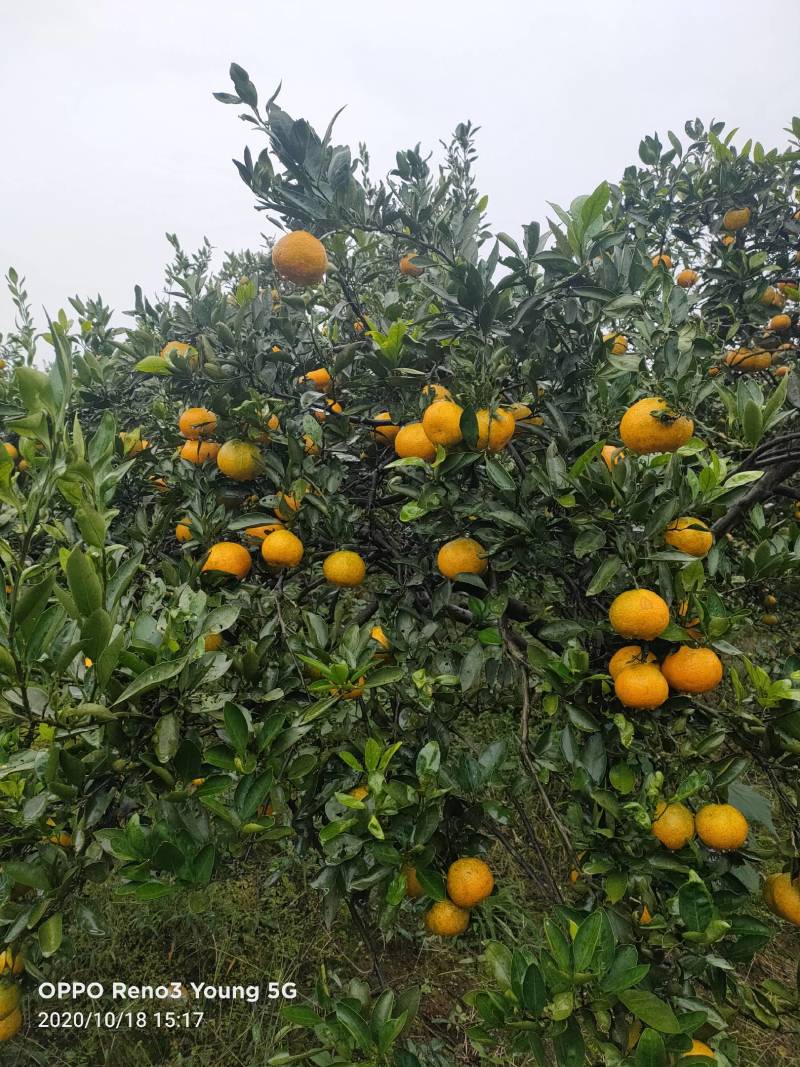 蜜橘湖南省嫩娃娃农业科技有限公司助农在行动，沅江优质特早