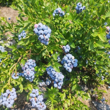 六年生蓝莓，品种美登，串果口感超甜当年挂果，品种纯可盆栽