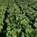 黄心菜白菜净菜4~6斤有需要的客户联系我，