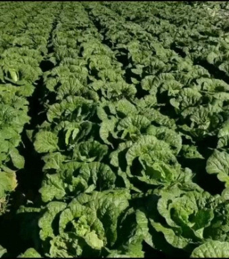 黄心菜白菜净菜4~6斤有需要的客户联系我，