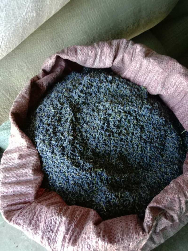 薰衣草散装干花粒薰衣草茶药用薰衣草优质花粒批发