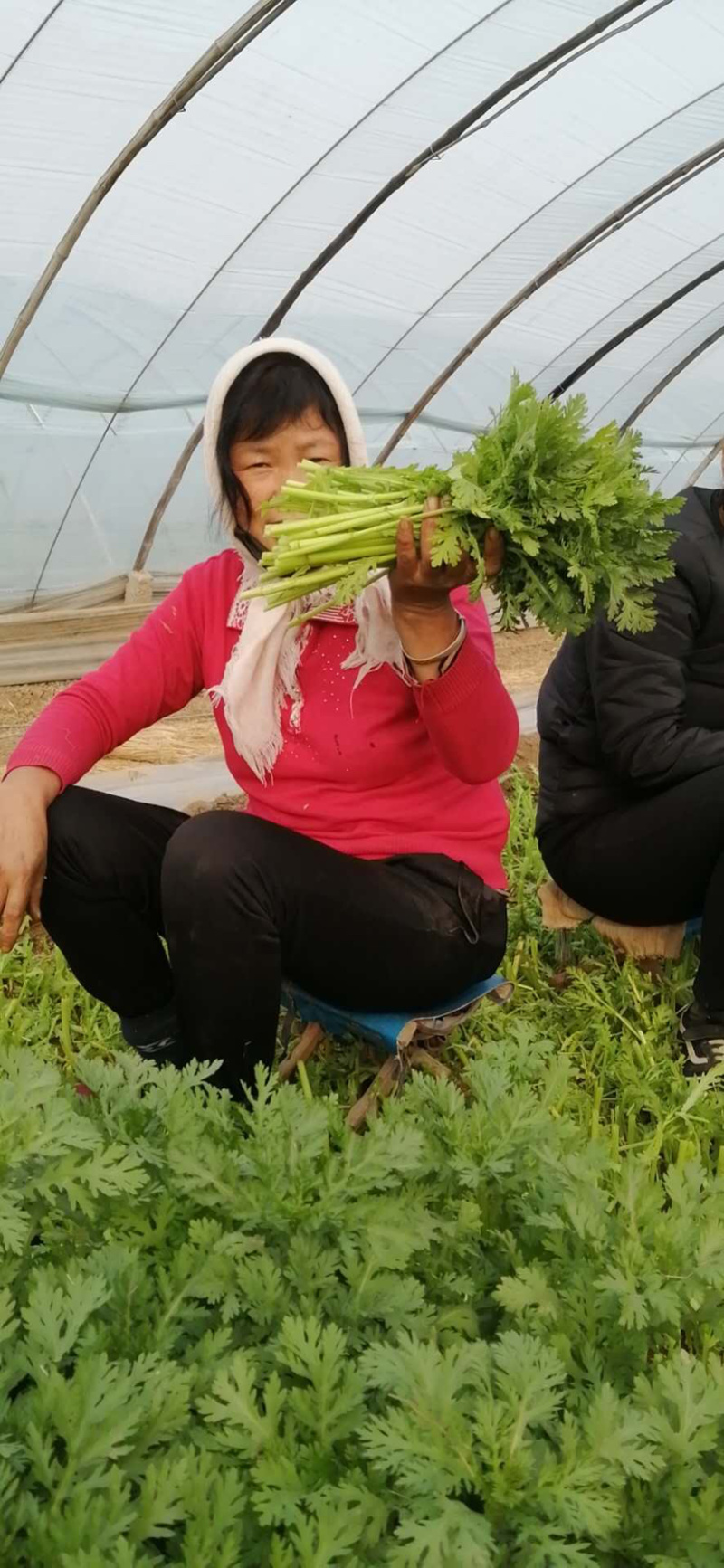 茼蒿菜。超低价出售，放心蔬菜，包装、上车。批发零售，