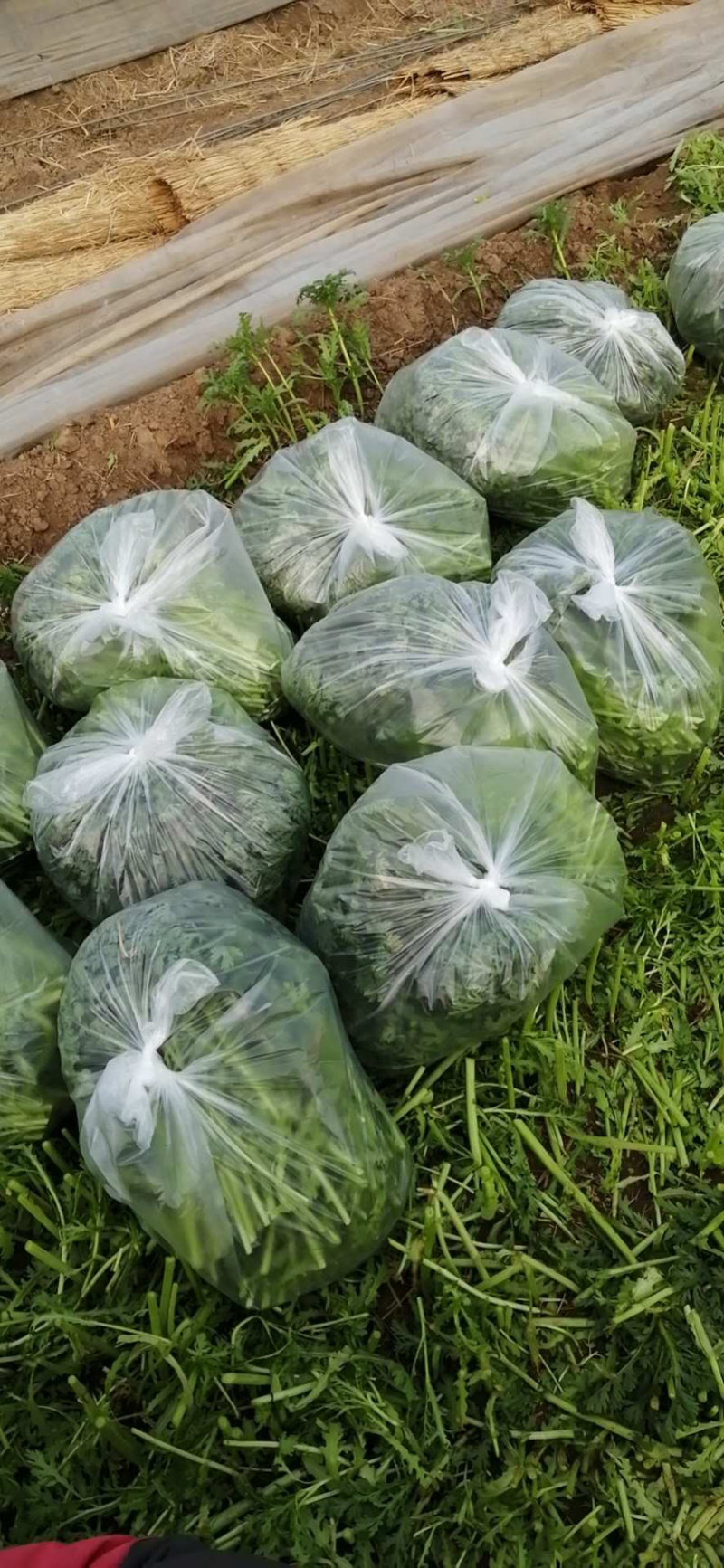 茼蒿菜。超低价出售，放心蔬菜，包装、上车。批发零售，