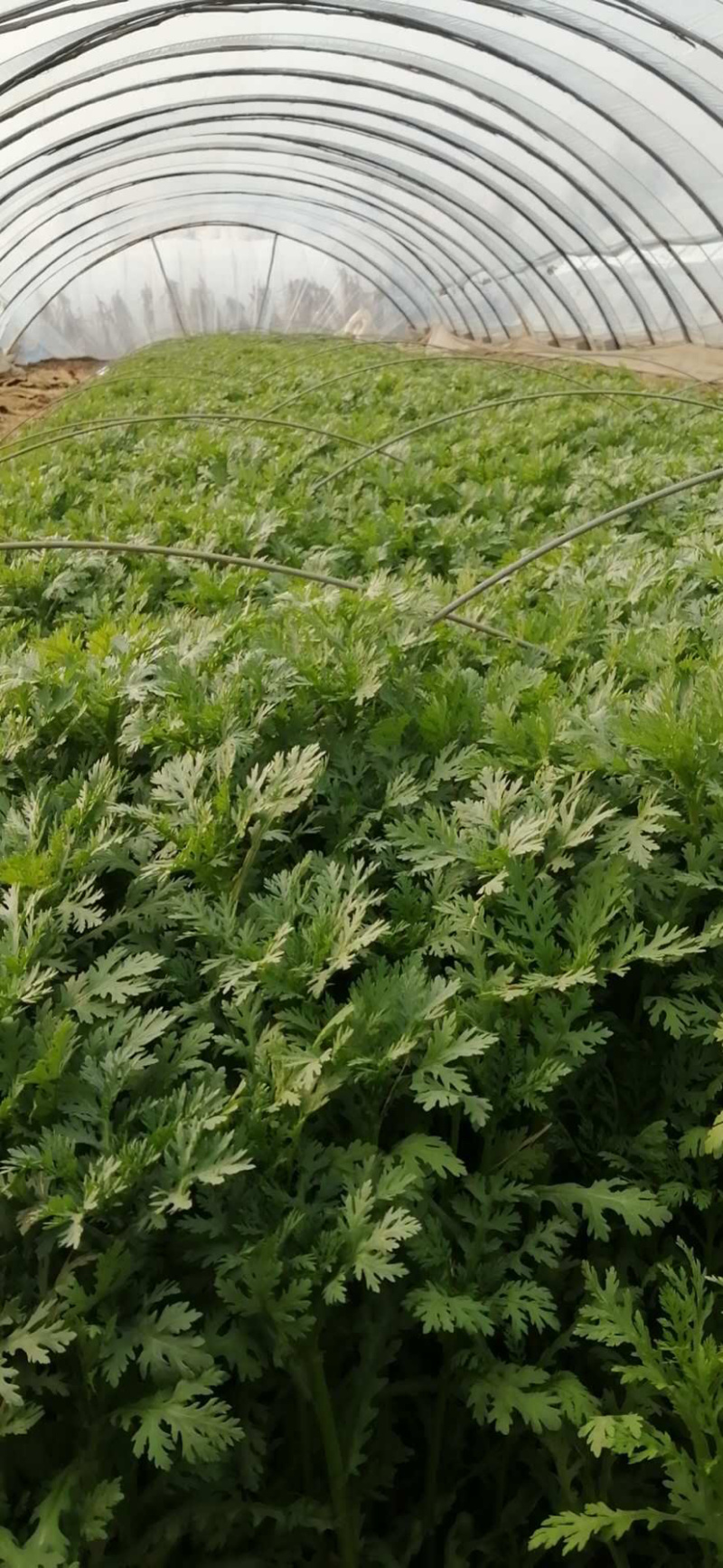 茼蒿菜。超低价出售，放心蔬菜，包装、上车。批发零售，