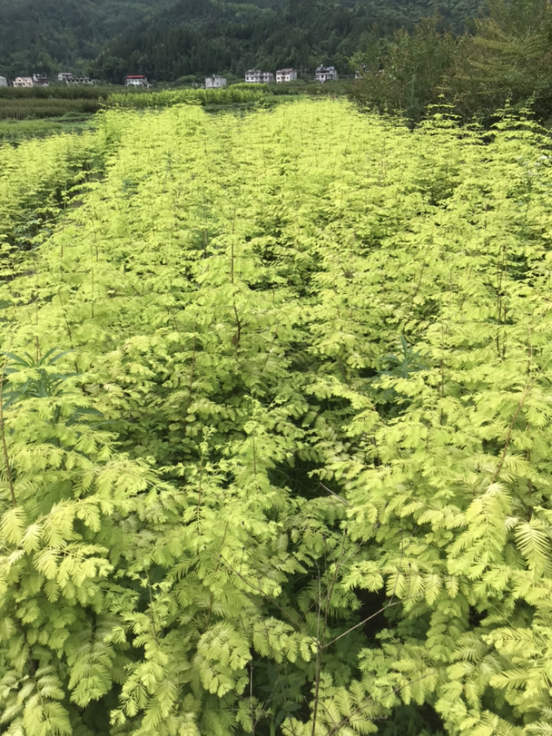 水杉种子85%以上，支持视频看货，支持现在考察，免费传术