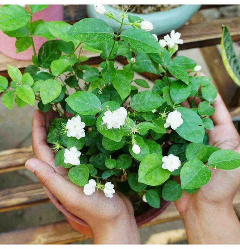 栀子花种球四季种易活多年生开花植物盆栽室内庭院阳台花卉种