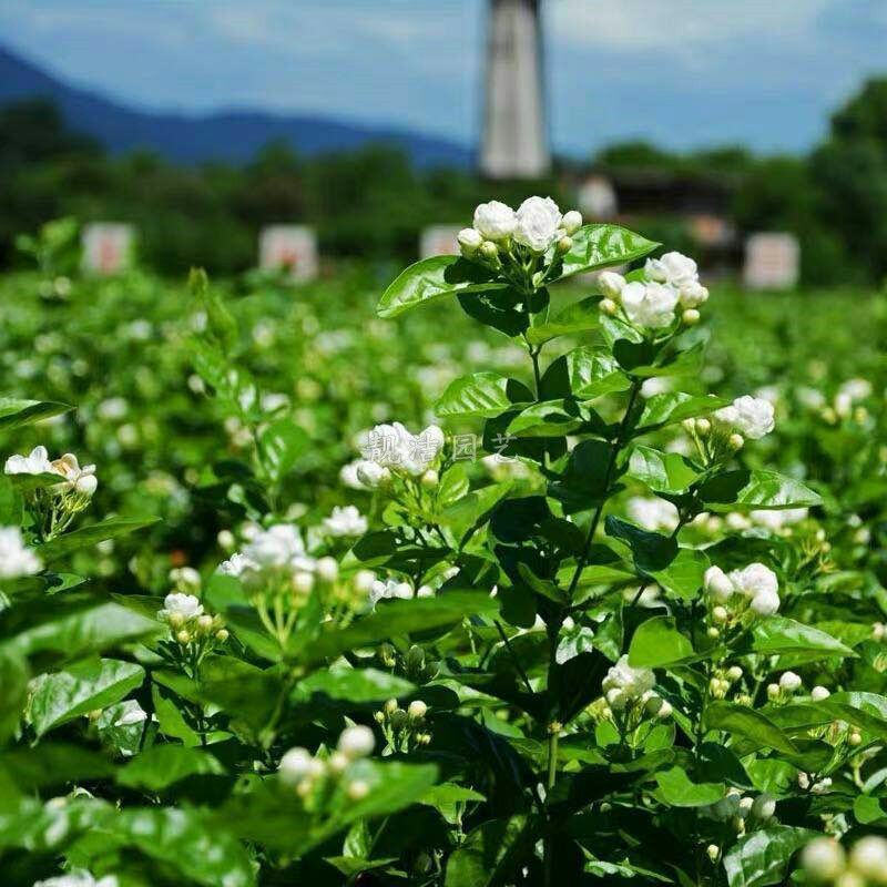 栀子花种球四季种易活多年生开花植物盆栽室内庭院阳台花卉种