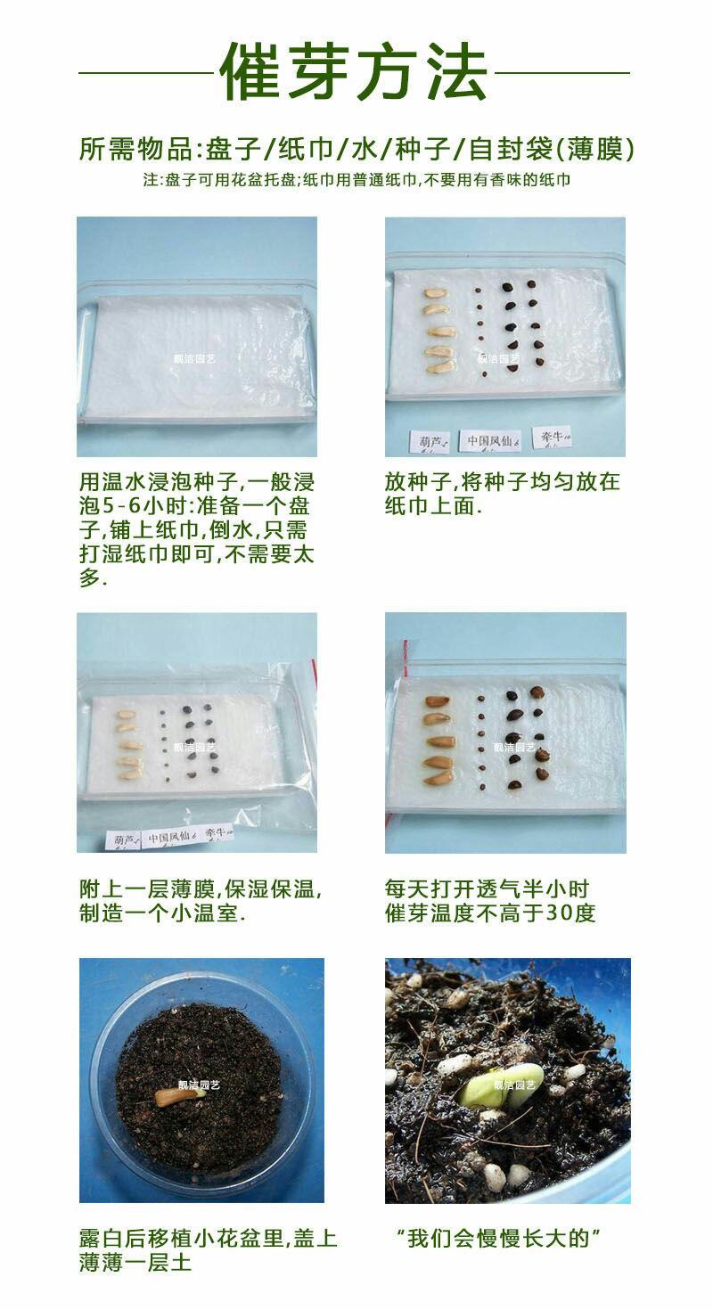 栀子花种球四季种易活多年生开花植物盆栽室内庭院阳台花卉种