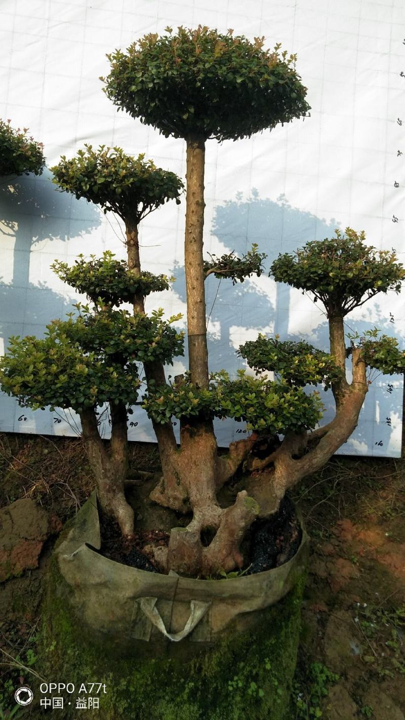 赤楠三叶轮生细叶红芽天然舍利镂空造型古桩