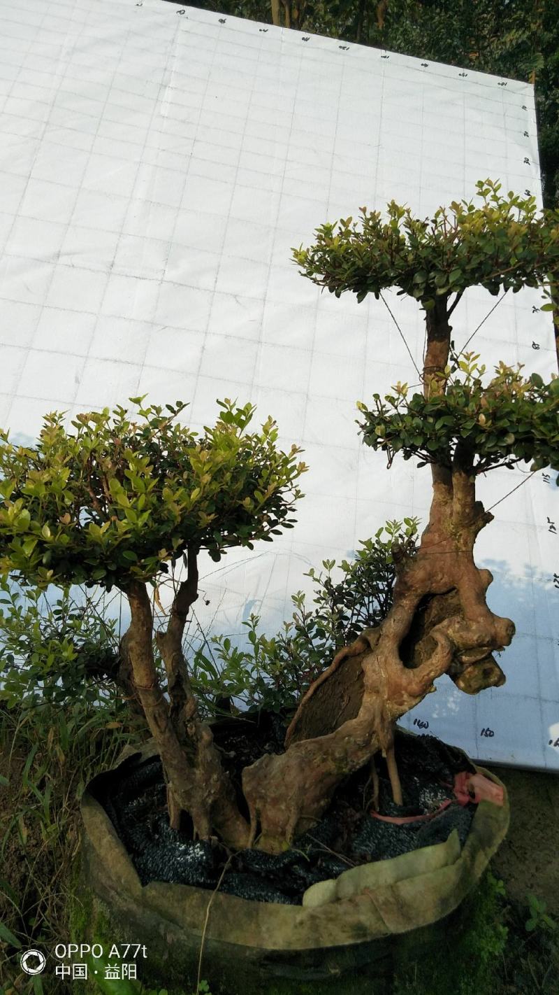 赤楠三叶轮生细叶红芽天然舍利镂空造型古桩