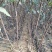 基地直销雪梨苗果大口感甜爽适合南北种植