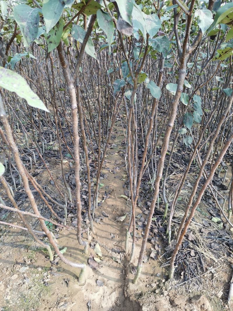 基地直销雪梨苗果大口感甜爽适合南北种植