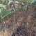 基地直销雪梨苗果大口感甜爽适合南北种植