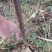 基地直销包品富士苹果苗烟富美8苹果苗