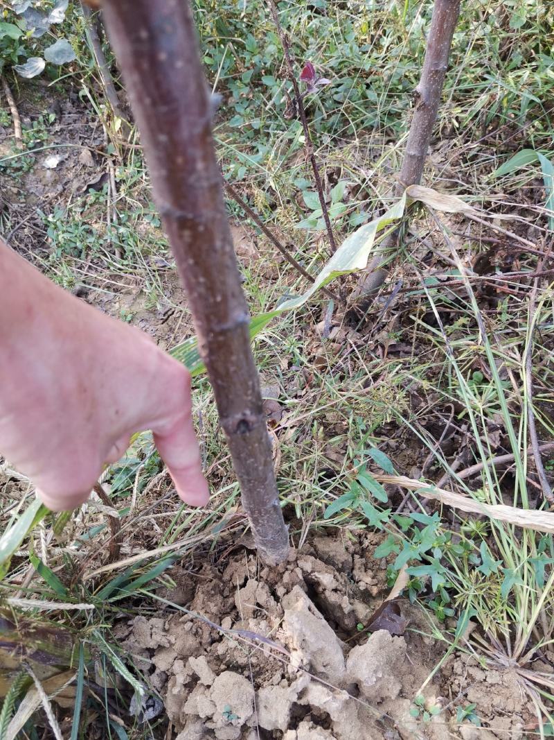 基地直销包品富士苹果苗烟富美8苹果苗