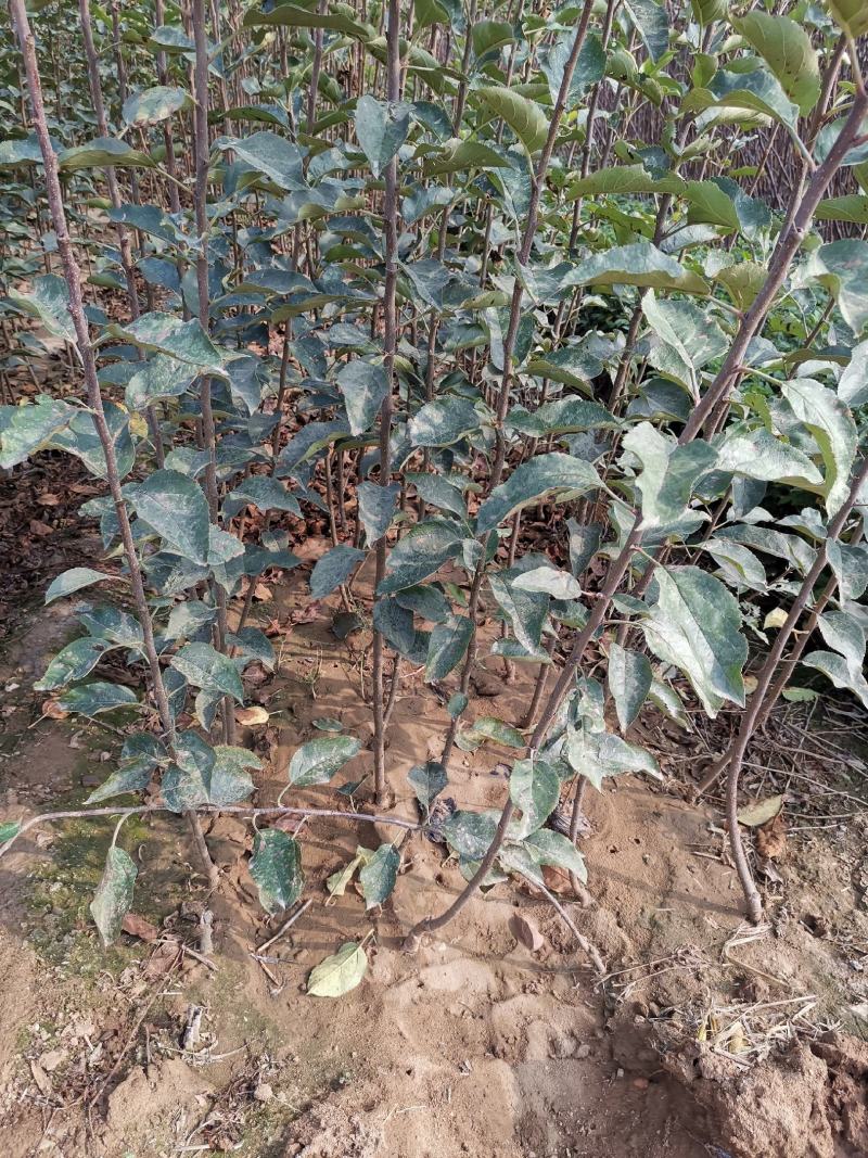 基地直销包品富士苹果苗烟富美8苹果苗