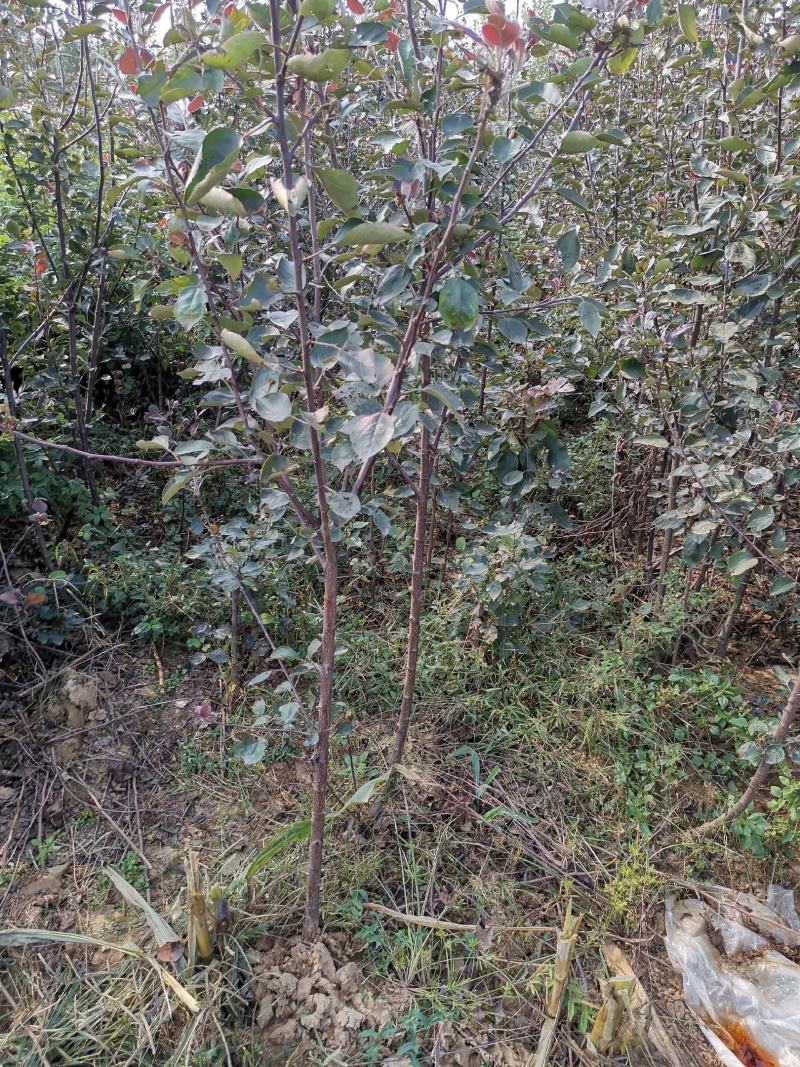基地直销包品富士苹果苗烟富美8苹果苗