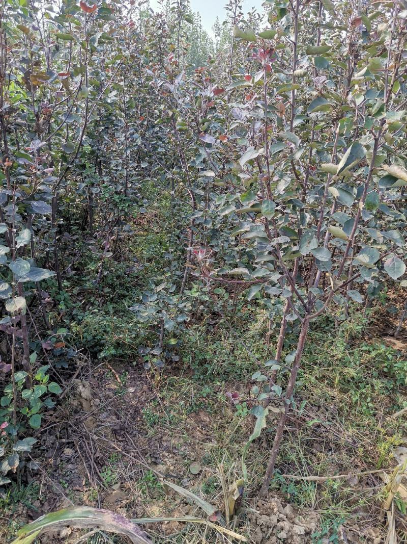 基地直销包品富士苹果苗烟富美8苹果苗
