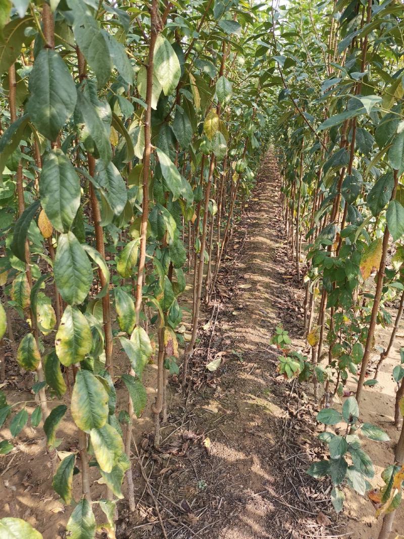 基地直销包品种量大从优西门李子树苗适合南北种植