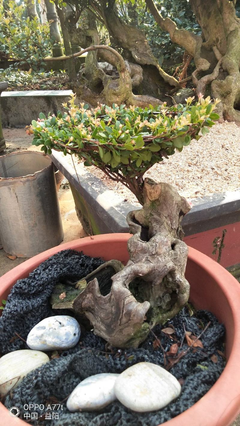 赤楠三叶轮生细叶红芽赤楠