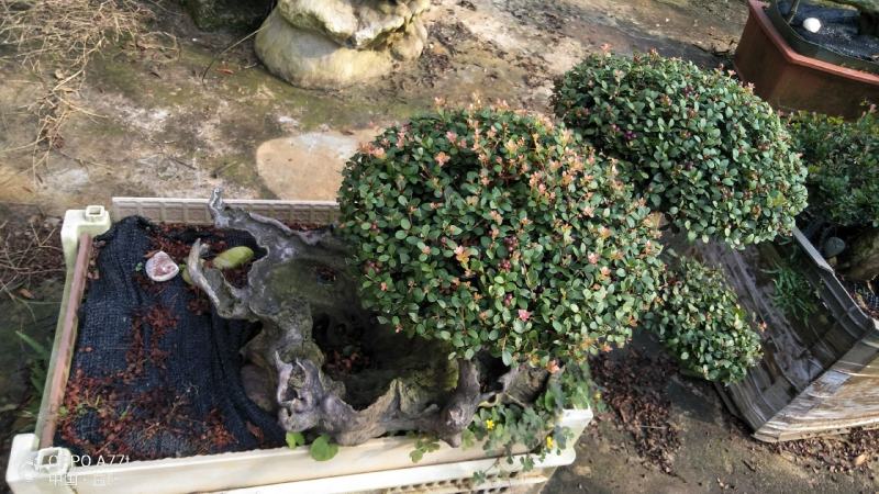 赤楠三叶轮生细叶红芽赤楠
