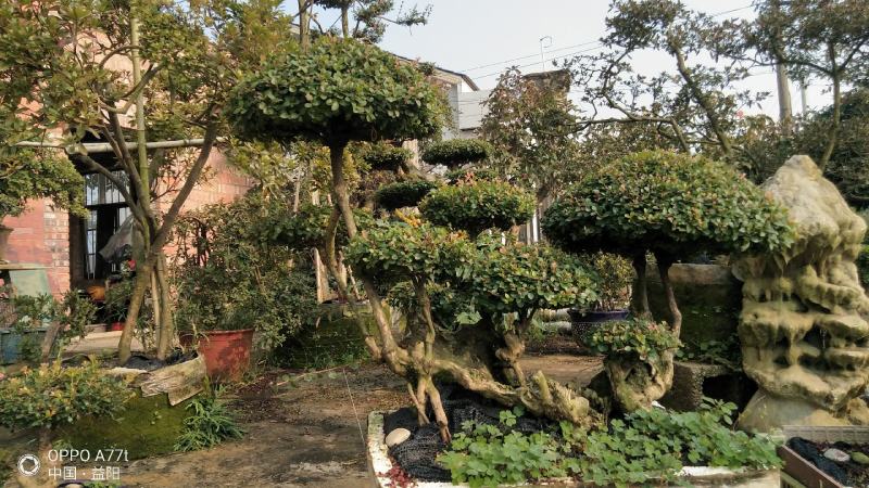 赤楠三叶轮生细叶红芽赤楠