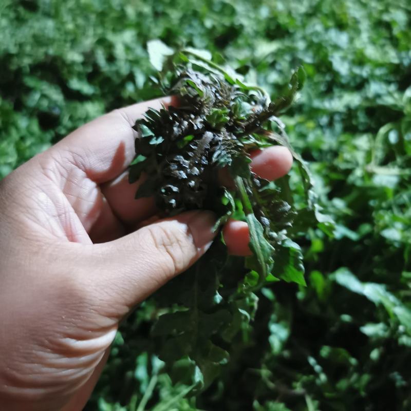 新鲜野生荠菜地菜荠荠菜黑撵我可一件代发有坏包赔现摘现发