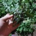 新鲜野生荠菜地菜荠荠菜黑撵我可一件代发有坏包赔现摘现发