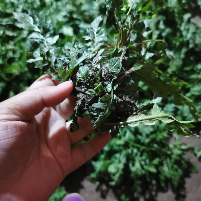 新鲜野生荠菜地菜荠荠菜黑撵我可一件代发有坏包赔现摘现发