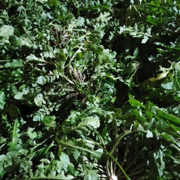 新鲜野生荠菜地菜荠荠菜黑撵我可一件代发有坏包赔现摘现发