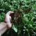 新鲜野生荠菜地菜荠荠菜黑撵我可一件代发有坏包赔现摘现发