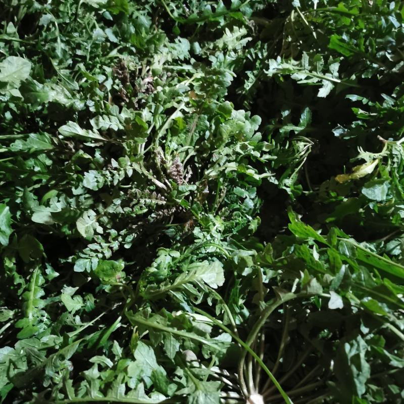 新鲜野生荠菜地菜荠荠菜黑撵我可一件代发有坏包赔现摘现发