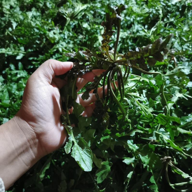 新鲜野生荠菜地菜荠荠菜黑撵我可一件代发有坏包赔现摘现发