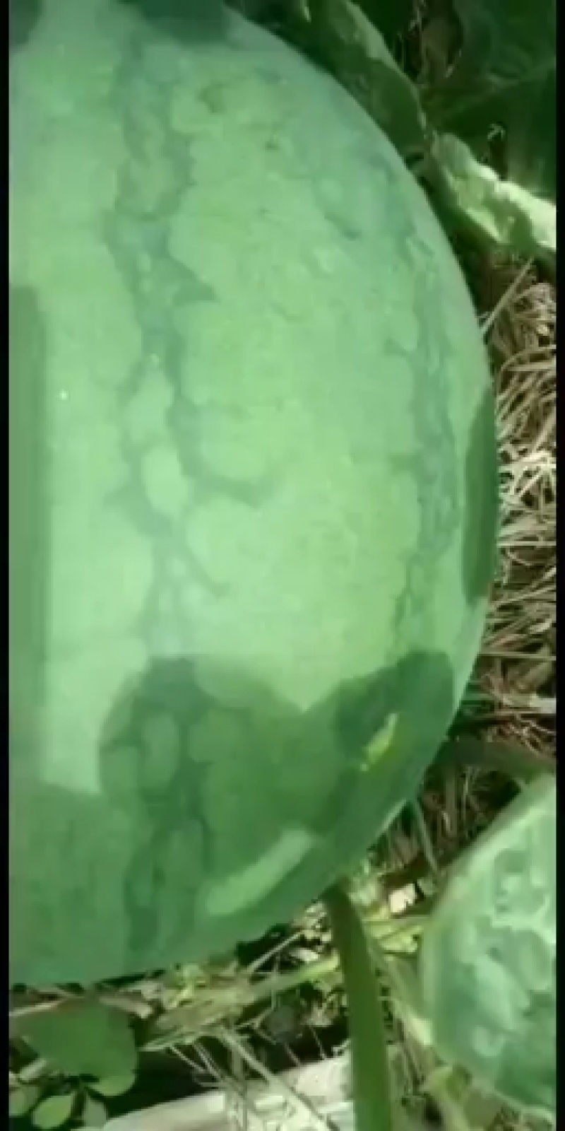 无子西瓜，个头大，囗感好，货源充足！